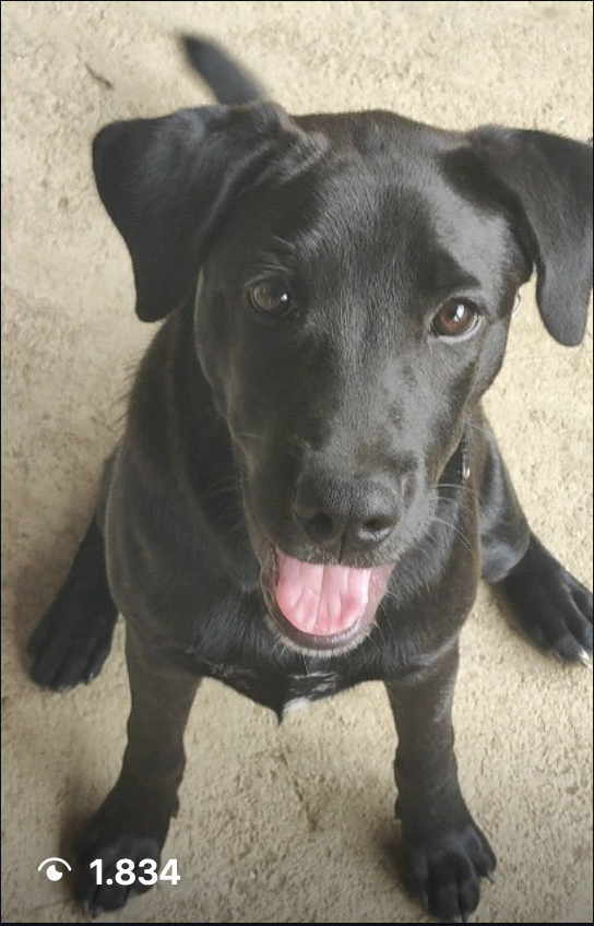 Au Pets Instagram
